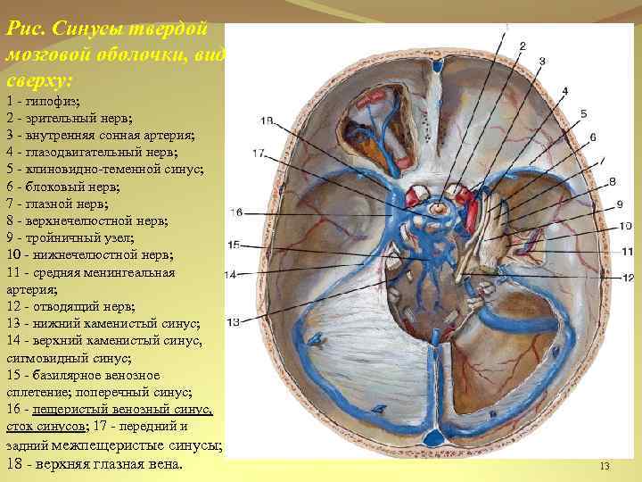 Внутренняя вена латынь. Анатомия синусов твердой мозговой. Синусы твердой мозговой оболочки Неттер. Венозные синусы твердой мозговой оболочки. Венозные синусы головного мозга схема.