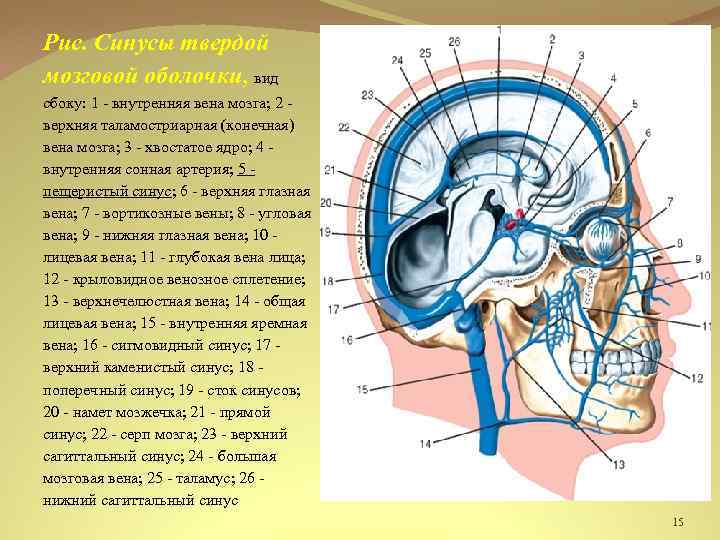 Рис. Синусы твердой мозговой оболочки, вид сбоку: 1 - внутренняя вена мозга; 2 -