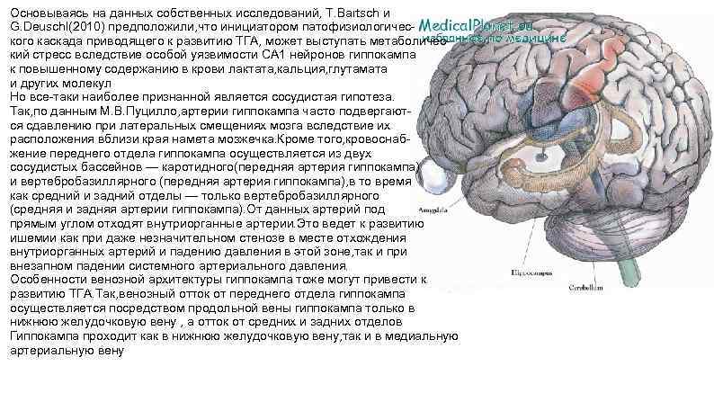 Основываясь на данных собственных исследований, Т. Вartsch и G. Deuschl(2010) предположили, что инициатором патофизиологического