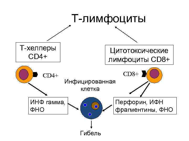 Действия лимфоцитов