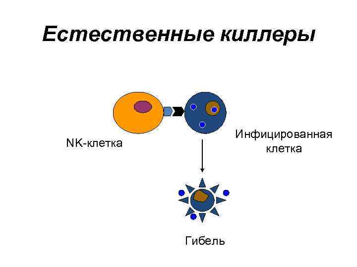 Естественные киллеры презентация