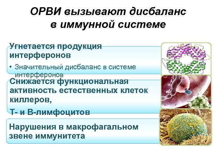 ОРВИ вызывают дисбаланс в иммунной системе Угнетается продукция интерферонов • Значительный дисбаланс в системе