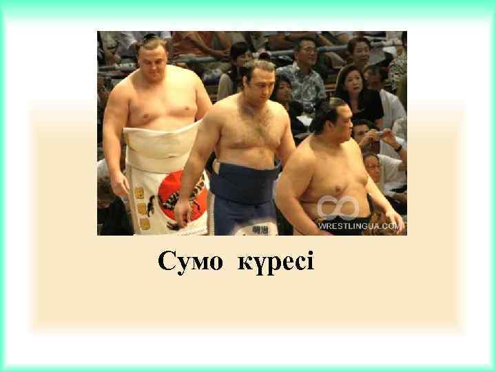 Сумо күресі 