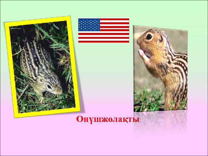 Онүшжолақты 