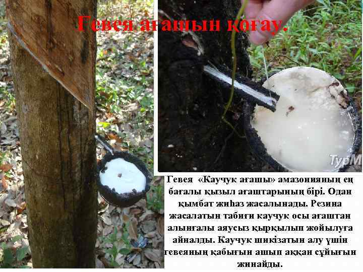 Гевея ағашын қоғау. Гевея «Каучук ағашы» амазонияның ең бағалы қызыл ағаштарының бірі. Одан қымбат