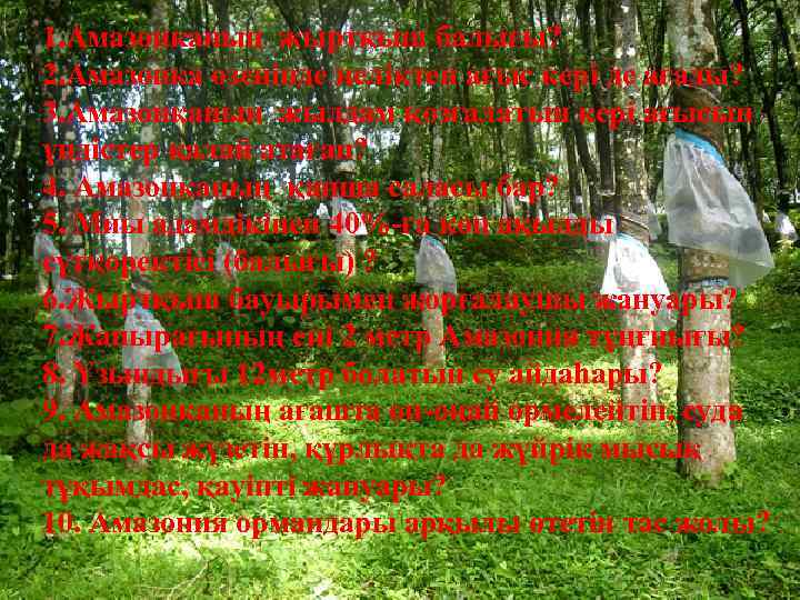 1. Амазонканың жыртқыш балығы? 2. Амазонка өзенінде неліктен ағыс кері де ағады? 3. Амазонканың