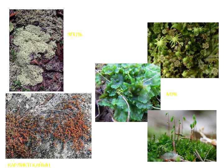 ЯГЕЛЬ МУК КАРЛИКТІ ҚАЙЫҢ 