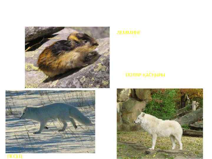 ЛЕММИНГ ПОЛЯР ҚАСҚЫРЫ ПЕСЕЦ 