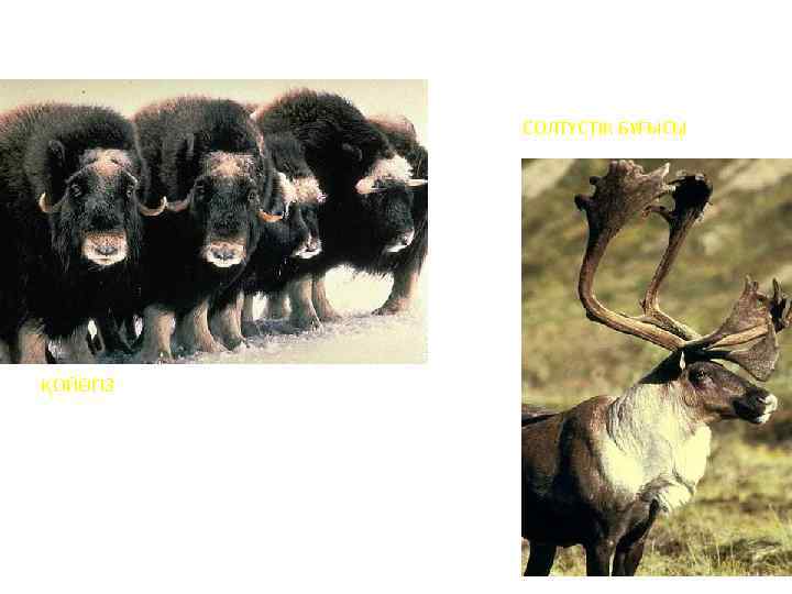 СОЛТҮСТІК БҰҒЫСЫ ҚОЙӨГІЗ 