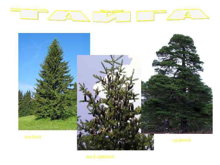 шырша қарағай майқарағай 