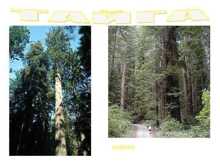 СЕКВОЙЯ 