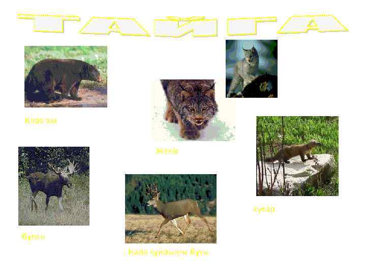 Қара аю Желіс сусар бұлан Қара құйрықты бұғы 