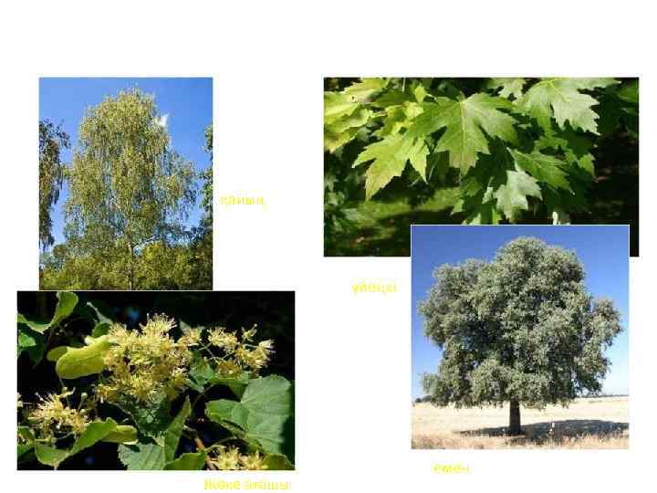 қайың үйеңкі Жөке ағашы емен 