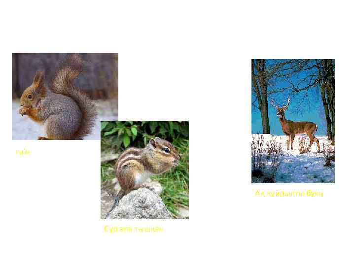 тиін Ақ құйрықты бұғы Сұр ала тышқан 