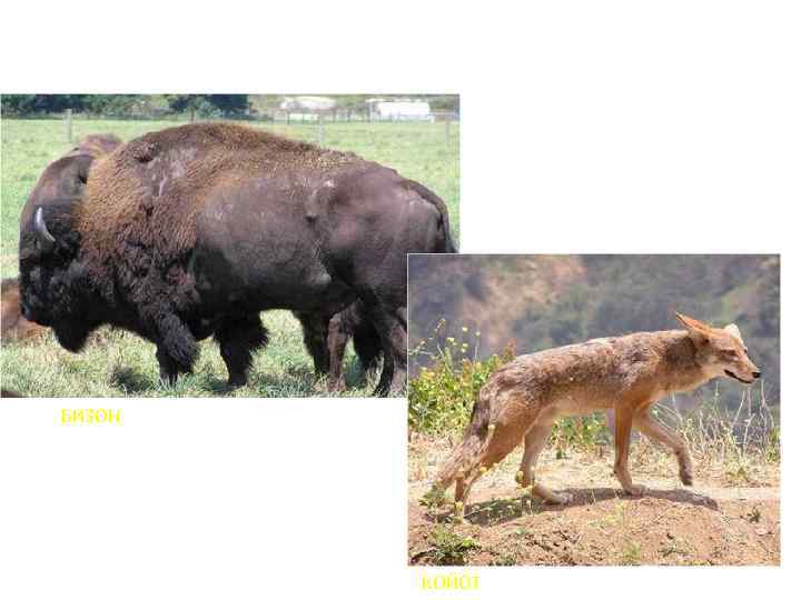 БИЗОН КОЙОТ 