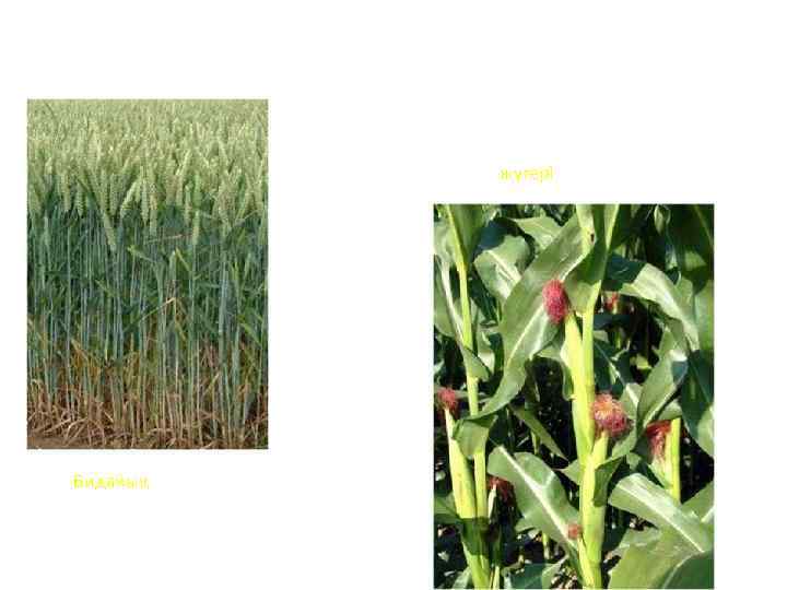 жүгері Бидайық 