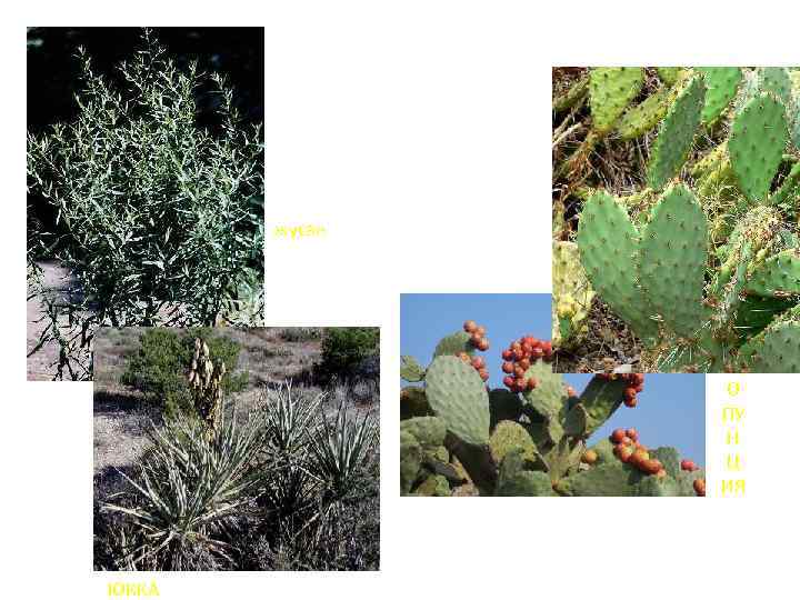 жусан О ПУ Н Ц ИЯ ЮККА 