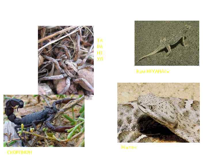 ТА РА НТ УЛ Құм ИГУАНАсы СКОРПИОН Жылан 