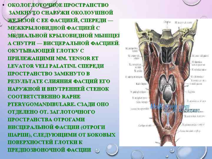  • ОКОЛОГЛОТОЧНОЕ ПРОСТРАНСТВО ЗАМКНУТО СНАРУЖИ ОКОЛОУШНОЙ ЖЕЛЕЗОЙ С ЕЕ ФАСЦИЕЙ, СПЕРЕДИ — МЕЖКРЫЛОВИДНОЙ