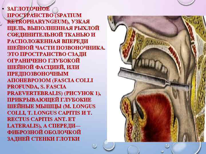  • ЗАГЛОТОЧНОЕ ПРОСТРАНСТВО (SPATIUM RETROPHARYNGEUM), УЗКАЯ ЩЕЛЬ, ВЫПОЛНЕННАЯ РЫХЛОЙ СОЕДИНИТЕЛЬНОЙ ТКАНЬЮ И РАСПОЛОЖЕННАЯ