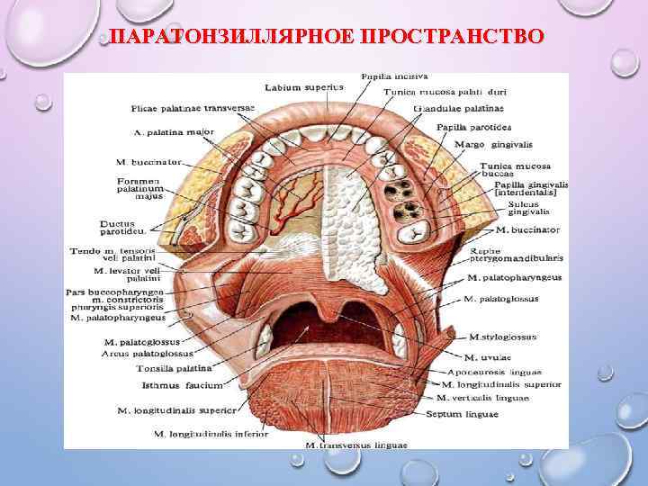 ПАРАТОНЗИЛЛЯРНОЕ ПРОСТРАНСТВО 