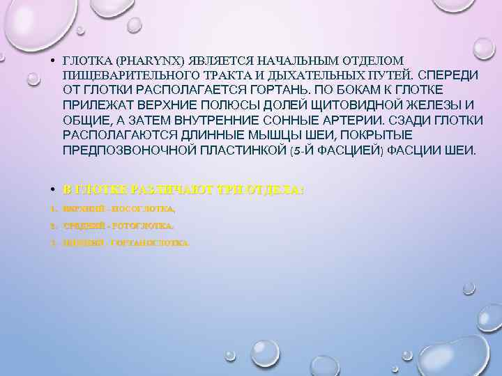  • ГЛОТКА (PHARYNX) ЯВЛЯЕТСЯ НАЧАЛЬНЫМ ОТДЕЛОМ ПИЩЕВАРИТЕЛЬНОГО ТРАКТА И ДЫХАТЕЛЬНЫХ ПУТЕЙ. СПЕРЕДИ ОТ