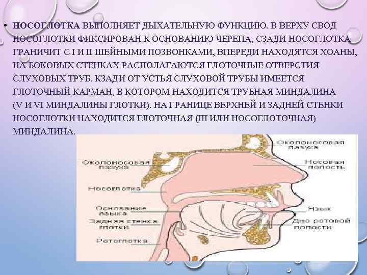 Ротовая полость выстлана эпителием каким