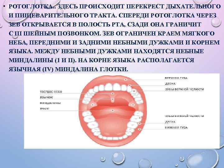 Особенности строения ротоглотки