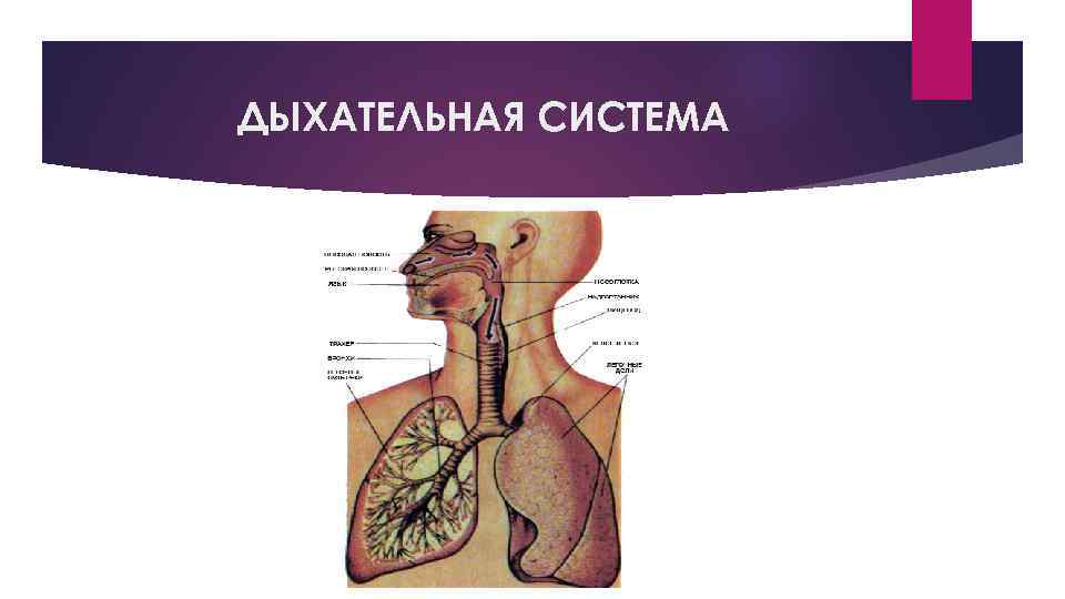ДЫХАТЕЛЬНАЯ СИСТЕМА 