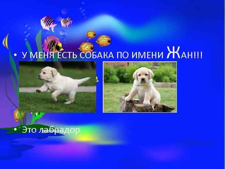  • У МЕНЯ ЕСТЬ СОБАКА ПО ИМЕНИ • Это лабрадор ЖАН!!! 