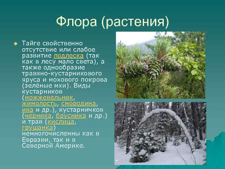 Флора (растения) u Тайге свойственно отсутствие или слабое развитие подлеска (так как в лесу