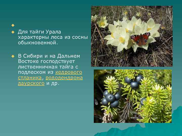u u Для тайги Урала характерны леса из сосны обыкновенной. u В Сибири и