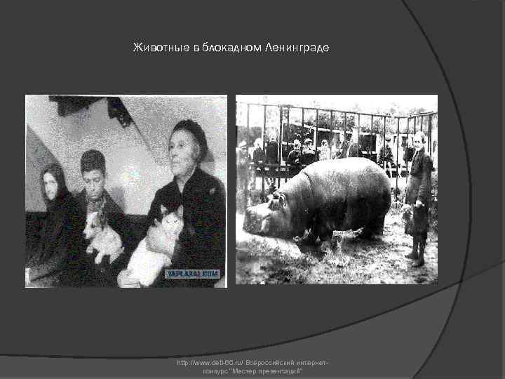 Животные в блокадном Ленинграде http: //www. deti-66. ru/ Всероссийский интернетконкурс 