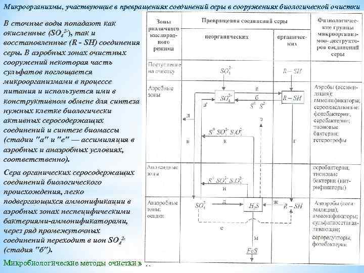 Микроорганизмы, участвующие в превращениях соединений серы в сооружениях биологической очистки В сточные воды попадают