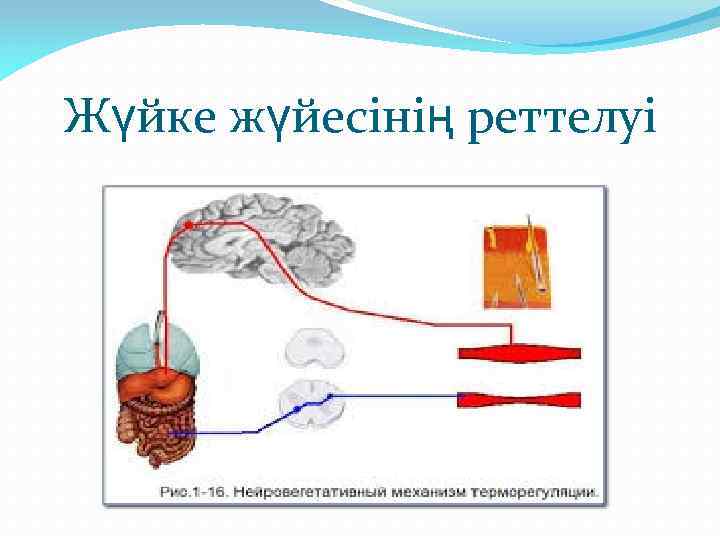 Жүйке жүйесінің реттелуі 