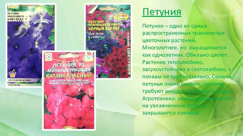 Петуния – одно из самых распространенных травянистых цветочных растений. Многолетнее, но выращивается как однолетник.