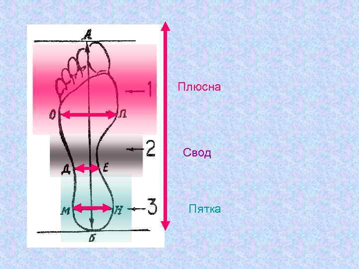 Плюсна Свод Пятка 