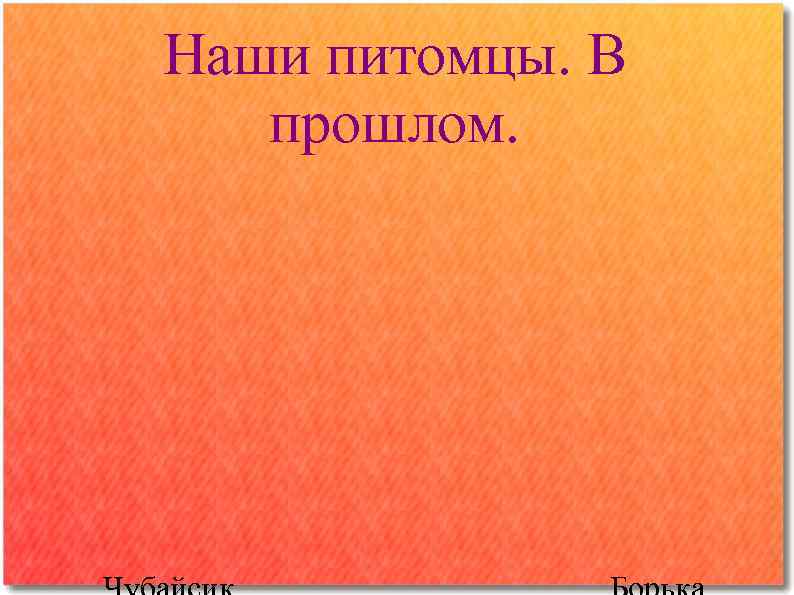 Наши питомцы. В прошлом. 