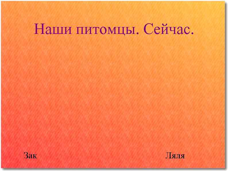 Наши питомцы. Сейчас. Зак Ляля 