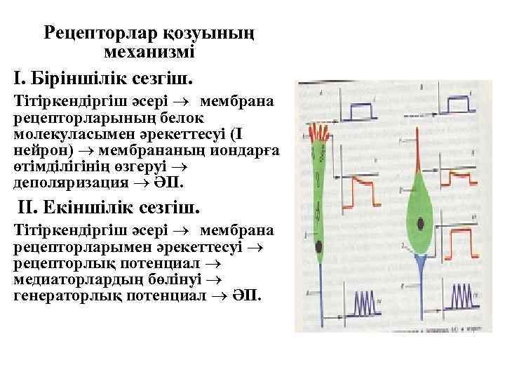 Рецепторлар қозуының механизмі І. Біріншілік сезгіш. Тітіркендіргіш әсері мембрана рецепторларының белок молекуласымен әрекеттесуі (І