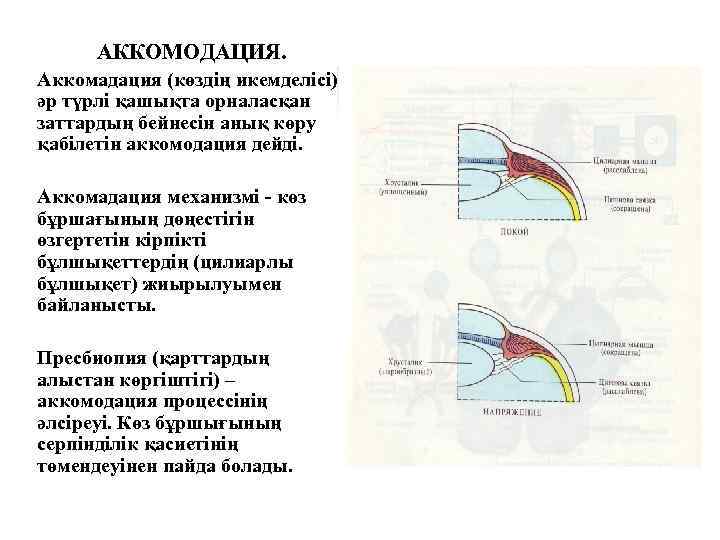 АККОМОДАЦИЯ. Аккомадация (көздің икемделісі) әр түрлі қашықта орналасқан заттардың бейнесін анық көру қабілетін аккомодация