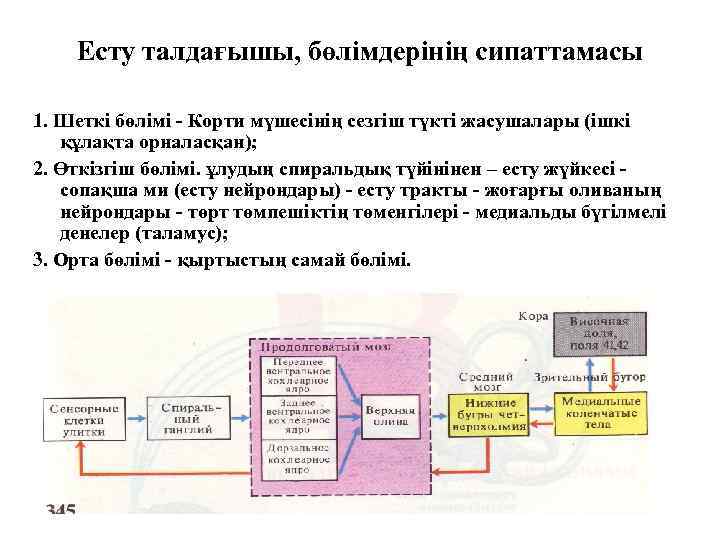 Есту талдағышы, бөлімдерінің сипаттамасы 1. Шеткі бөлімі - Корти мүшесінің сезгіш түкті жасушалары (ішкі