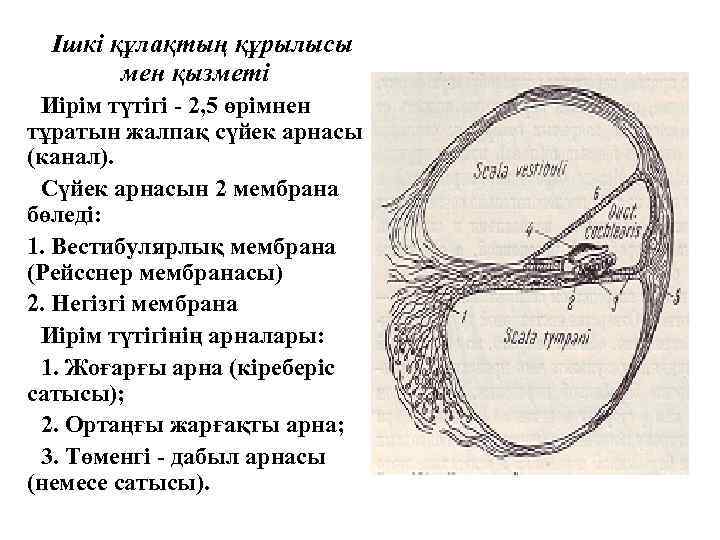 Ішкі құлақтың құрылысы мен қызметі Иірім түтігі - 2, 5 өрімнен тұратын жалпақ сүйек