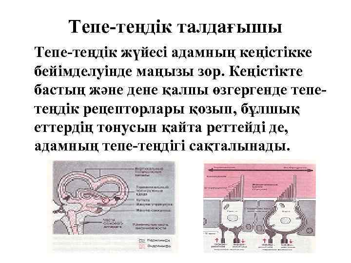 Тепе-теңдік талдағышы Тепе-теңдік жүйесі адамның кеңістікке бейімделуінде маңызы зор. Кеңістікте бастың және дене қалпы