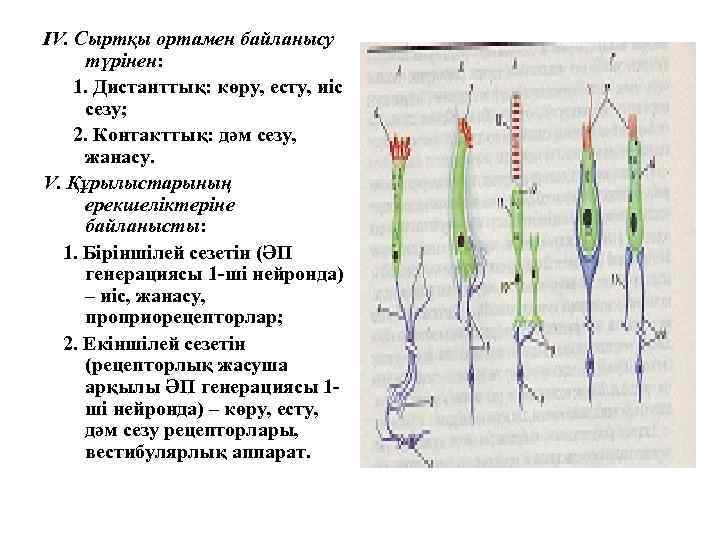 IV. Сыртқы ортамен байланысу түрінен: 1. Дистанттық: көру, есту, иіс сезу; 2. Контакттық: дәм