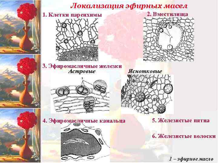 Карты образцы ситуаций которые накапливаются в памяти человека