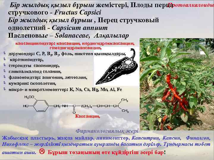 Протоалкалоиды Бір жылдық қызыл бұрыш жемістері, Плоды перца стручкового - Fructus Capsici Бір жылдық