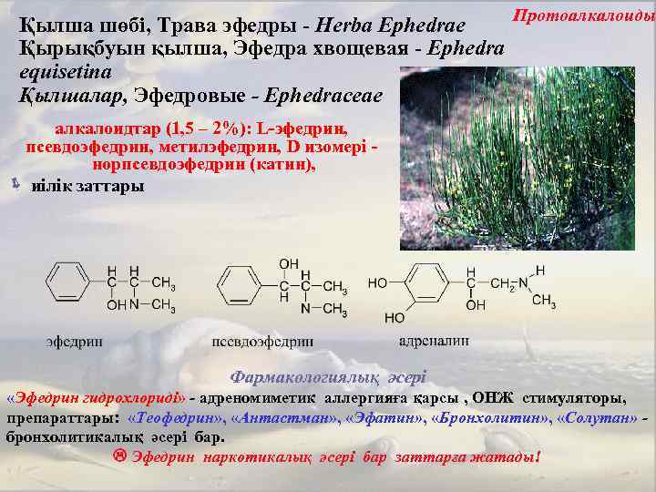 Протоалкалоиды Қылша шөбі, Трава эфедры - Herba Ephedrae Қырықбуын қылша, Эфедра хвощевая - Ephedra