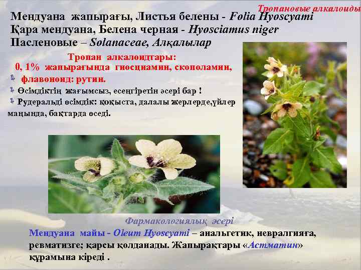 Тропановые алкалоиды Мендуана жапырағы, Листья белены - Folia Hyoscyami Қара мендуана, Белена черная -