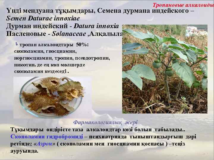Тропановые алкалоиды Үнді мендуана тұқымдары, Семена дурмана индейского – Semen Daturae innoxiae Дурман индейский